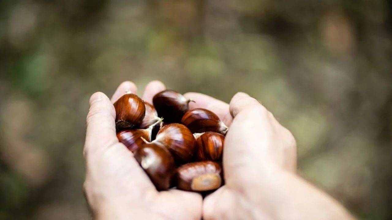 Kestane yerine meşe palamudu: Kilosu 35 liradan satılıyor